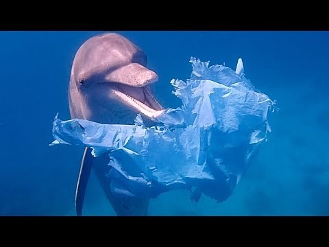 Dolphins Playing with Plastic Bags | Blue Planet Live | BBC Earth