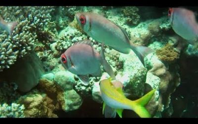 The Incredible Sea Life of the Red Sea Coral Reef |  BBC Earth