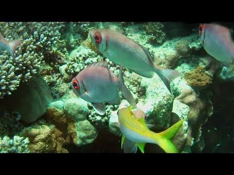 The Incredible Sea Life of the Red Sea Coral Reef |  BBC Earth