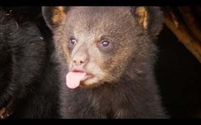 Picture Day for CUTE Bear Cubs! | BBC Earth