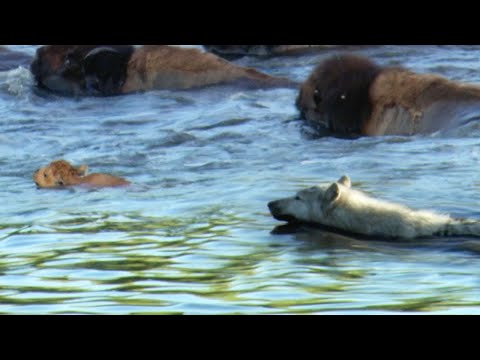 Buffalo Protects Calf From a Wolf | BBC Earth