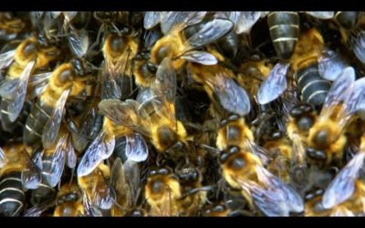 100 Pound Giant Bee Colony Hanging Off A Cliff | BBC Earth