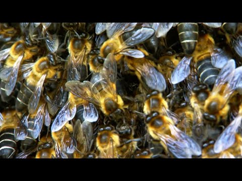 100 Pound Giant Bee Colony Hanging Off A Cliff | BBC Earth
