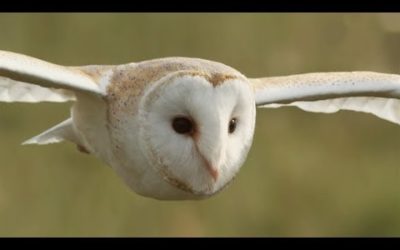 Graceful Barn Owl Hunting in the Daytime | BBC Earth