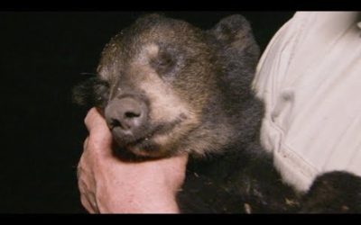 Black Bear Cub Dies Mysteriously | BBC Earth