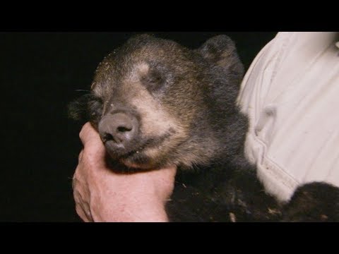 Black Bear Cub Dies Mysteriously | BBC Earth