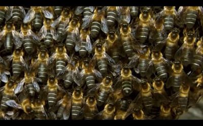 Massive Bee Colony Buzzing In Sync To Scare Off Predators | BBC Earth