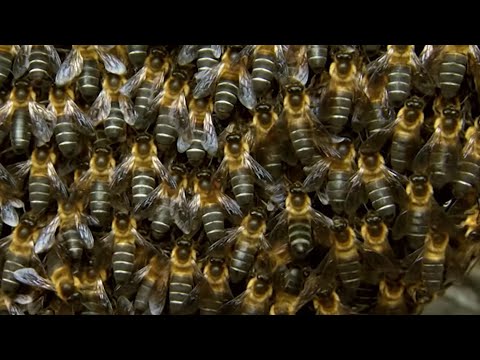 Massive Bee Colony Buzzing In Sync To Scare Off Predators | BBC Earth