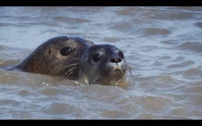 Orange Seals on British Shores | BBC Earth