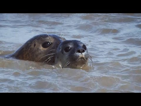 Orange Seals on British Shores | BBC Earth