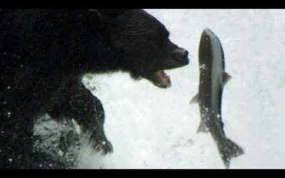 Bear’s EXTREME Salmon Fishing | BBC Earth