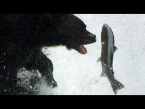 Bear’s EXTREME Salmon Fishing | BBC Earth