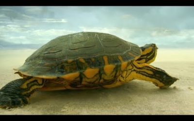 Turtle Travels Through Desert | Earth From Space | BBC Earth
