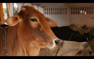 Sacred Cows Rescued From Illegal Slaughterhouses | Simon Reeve: Sacred Rivers | BBC Earth