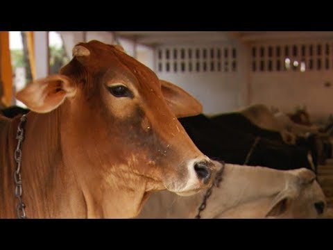 Sacred Cows Rescued From Illegal Slaughterhouses | Simon Reeve: Sacred Rivers | BBC Earth