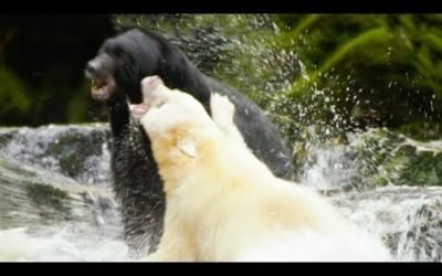 White Mother Bear Fights Against Bigger Male For Territory | Natura World: Ghost Bear | BBC Earth