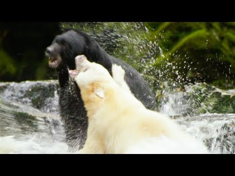 White Mother Bear Fights Against Bigger Male For Territory | Natura World: Ghost Bear | BBC Earth