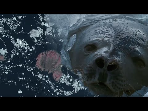 Filming Animal From Space Leads to Incredible Discovery | Earth From Space | BBC Earth