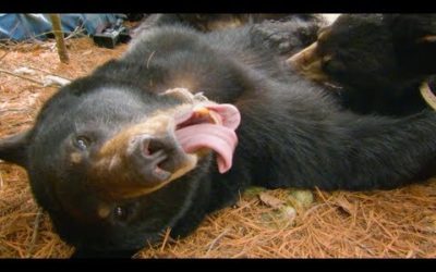 Black Bear Feeding Cubs | BBC Earth