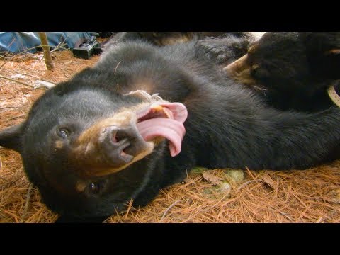 Black Bear Feeding Cubs | BBC Earth