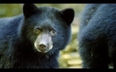 Mother Bear Teaches Cubs To Fish | BBC Earth