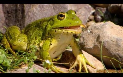 Frogs Hunting Butterflies | BBC Earth