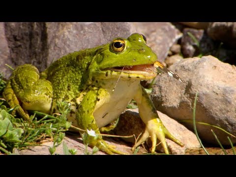 Frogs Hunting Butterflies | BBC Earth