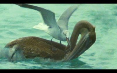 Pelican Hunt Sabotaged by Seagulls | Trials Of Life | BBC Earth