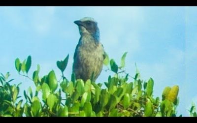 Birds Stealing From Other Birds | Trials Of Life | BBC Earth