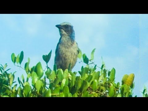 Birds Stealing From Other Birds | Trials Of Life | BBC Earth