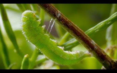 Caterpillar Cocoon Timelapse | BBC Earth