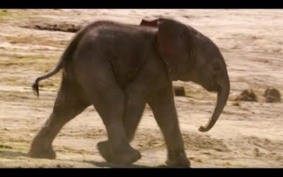 Baby Elephants First Water Trip | The Long Walk Home | BBC Earth