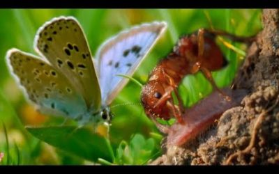 The Large Blue Butterfly Adopted By Ants | BBC Earth