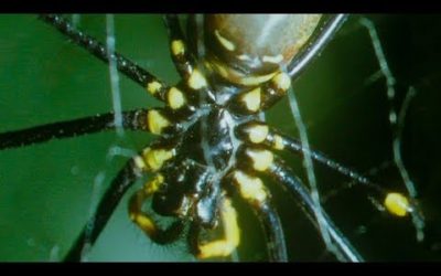 Small Spider Steals a From A Giant Spider | Trials Of Life | BBC Earth