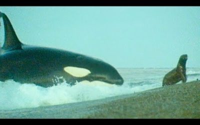 Killer Whales Hunt Sea Lions | Trials Of Life | BBC Earth