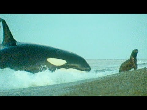 Killer Whales Hunt Sea Lions | Trials Of Life | BBC Earth