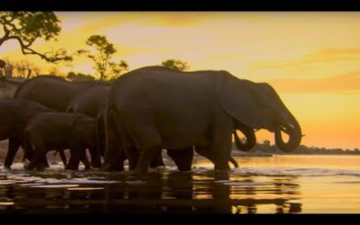 Elephants Under Threat of A Cull | The Long Walk Home | BBC Earth
