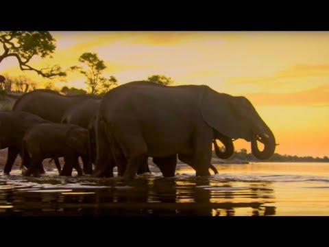 Elephants Under Threat of A Cull | The Long Walk Home | BBC Earth