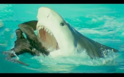 Bird Vs Shark | Trials Of Life | BBC Earth