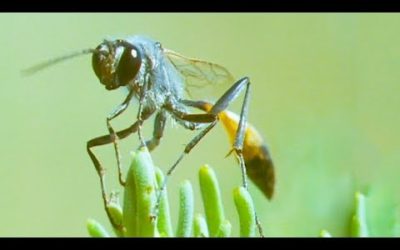 Bodysnatcher Wasp | Trials Of Life | BBC Earth