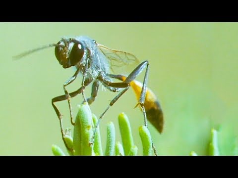 Bodysnatcher Wasp | Trials Of Life | BBC Earth