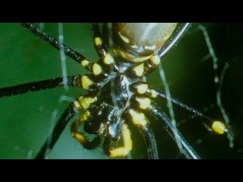 Small Spider Steals a From A Giant Spider | Trials Of Life | BBC Earth