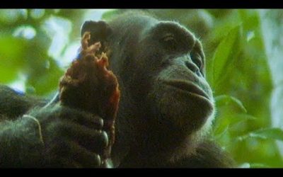 Chimps Hunt and Eat A Monkey | Trials Of Life | BBC Earth