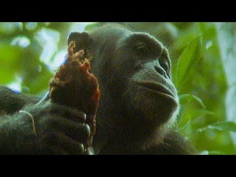 Chimps Hunt and Eat A Monkey | Trials Of Life | BBC Earth
