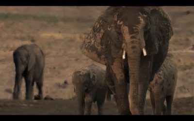 Exhausted Baby Elephant Struggles To Survive | The Long Walk Home | BBC Earth