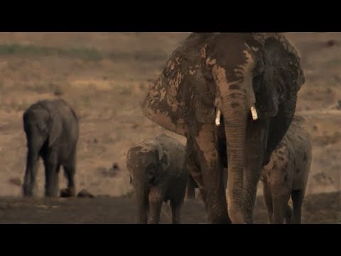 Exhausted Baby Elephant Struggles To Survive | The Long Walk Home | BBC Earth