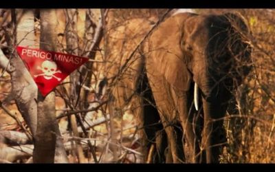 Elephants Sniffing Out 10 Million Landmines | The Long Walk Home | BBC Earth