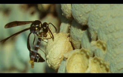 Potter Wasp Kills and Shoves Caterpillar Into Pot | Trials Of Life |  BBC Earth