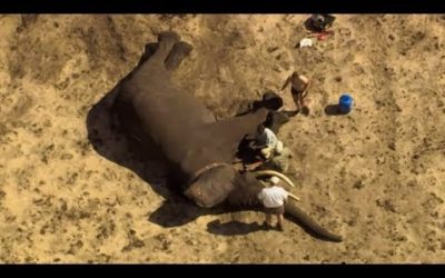 Bull Elephant Reveals an Ancient Migration Path | The Long Walk Home | BBC Earth