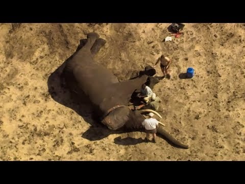 Bull Elephant Reveals an Ancient Migration Path | The Long Walk Home | BBC Earth
